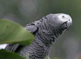 Lost African Grey