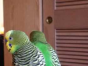 Lost Budgerigar