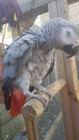 Lost African Grey