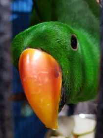 Lost Eclectus