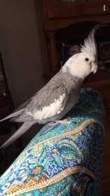 Lost Cockatiel