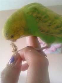 Lost Budgerigar