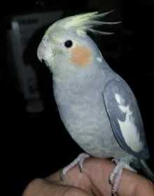 Lost Cockatiel