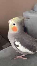 Lost Cockatiel