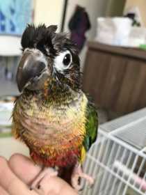 Lost Conure