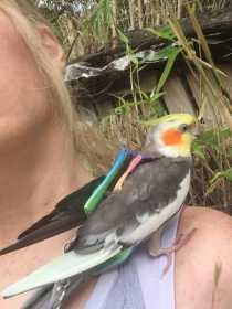 Lost Cockatiel