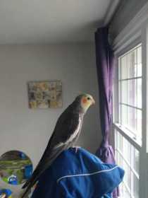 Lost Cockatiel