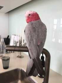 Lost Galah Cockatoo