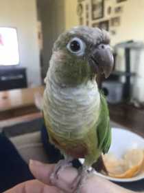 Lost Conure