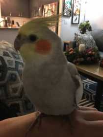 Lost Cockatiel