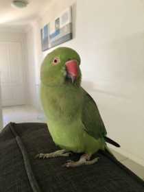 Lost Indian Ringneck Parakeet