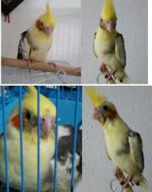 Lost Cockatiel
