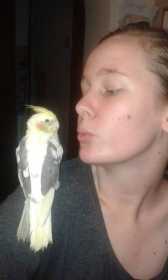 Lost Cockatiel
