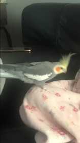 Lost Cockatiel