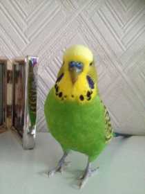 Lost Budgerigar