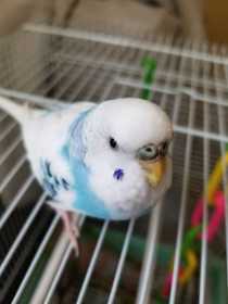 Lost Budgerigar