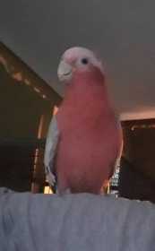 Lost Galah Cockatoo