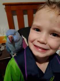 Lost Indian Ringneck Parakeet