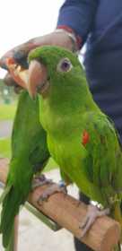 Lost Conure