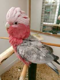 Lost Galah Cockatoo