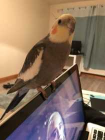 Lost Cockatiel