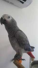 Lost African Grey