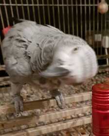 Lost African Grey