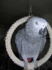 Lost African Grey