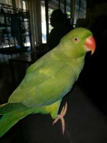 Lost Indian Ringneck Parakeet