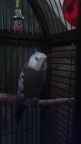 Lost Cockatiel
