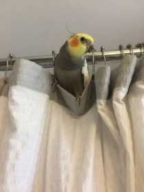 Lost Cockatiel