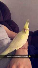 Lost Cockatiel