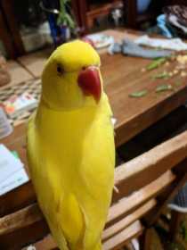 Lost Indian Ringneck Parakeet