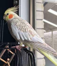 Lost Cockatiel