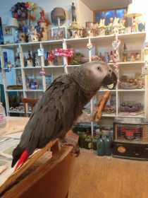 Lost African Grey