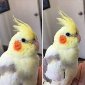 Lost Cockatiel