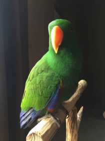 Lost Eclectus