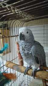 Lost African Grey