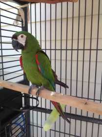 Lost Macaw