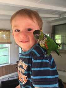Lost Conure