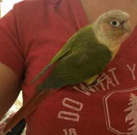 Lost Conure