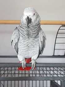 Lost African Grey