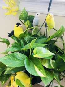 Lost Parakeet