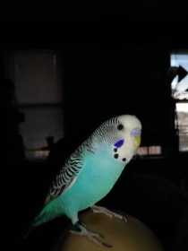 Lost Parakeet