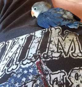 Lost Lovebird