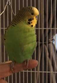 Lost Budgerigar