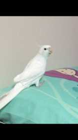 Lost Cockatiel