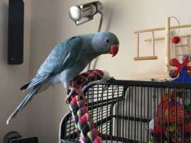 Lost Indian Ringneck Parakeet