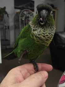 Lost Conure