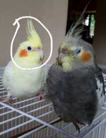 Lost Cockatiel